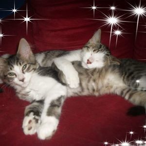 Meet your Posher, Joie